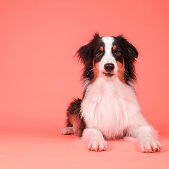 Stress Buster Event - Therapy Dogs