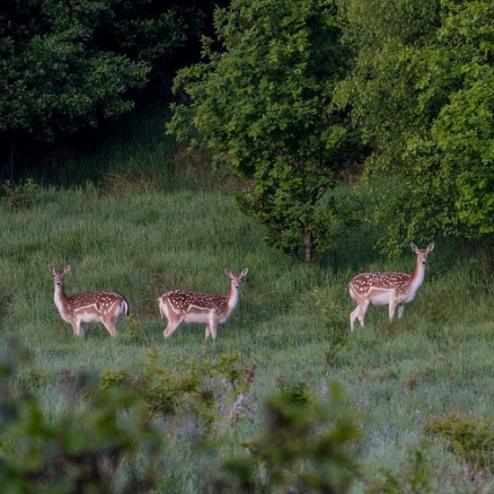 Woodland Trust - Faughan Valley Park Derry - April 2026